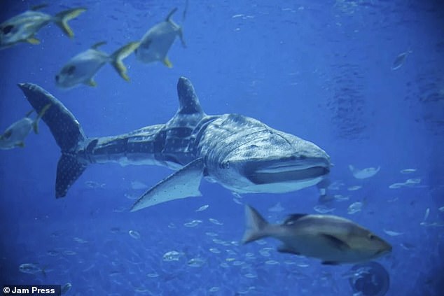 We need a bigger bot... An aquarium in Shenzhen was criticized after visitors noticed the whale shark was actually a robot