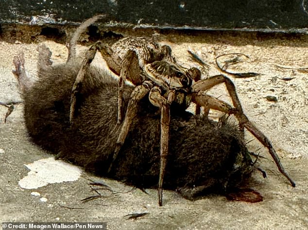 This is the 'absolutely insane' moment a mother leaves her house on a school trip to find a huge spider devouring a rodent on her doorstep