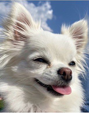 The judges are looking for 'butt-ugly' dogs like Muppet (left) rather than entries that look 'too cute' like Ivy from Glasgow (pictured)