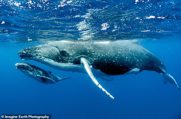 Adult humpback whales (photo) range in length from 11 to 16 meters. The males produce a complex song of 10 to 20 minutes, which they repeat for hours (archive photo)