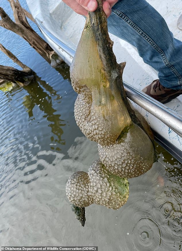 Images of the bizarre sightings in Oklahoma over the summer surfaced online, showing large, jelly-like balls with a hard exterior hanging from submerged tree branches