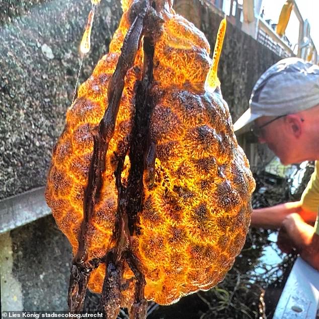 Photos show the enormous alien bag after it was pulled from the water by volunteers in Utrecht