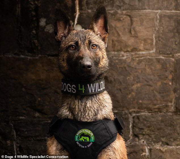 When it comes to good dogs, this girl might be the very best. Shinga, a Belgian Malinois bred and trained in Britain, tracked a poacher 2.8 miles from his own front door after an illegal killing of warthogs in Zimbabwe