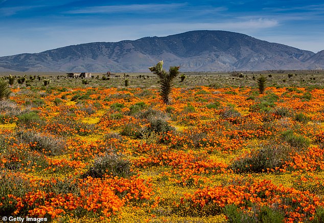 Furious residents of a rural California valley have criticized the courts for turning their home into a dumping ground for serial predators