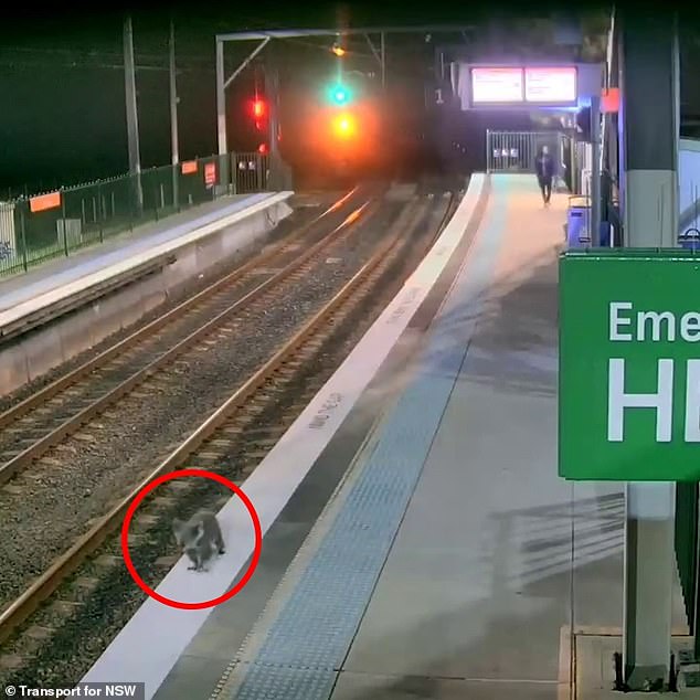 A curious koala has been spotted taking a leisurely tour of a train station before getting dangerously close to the tracks (pictured)