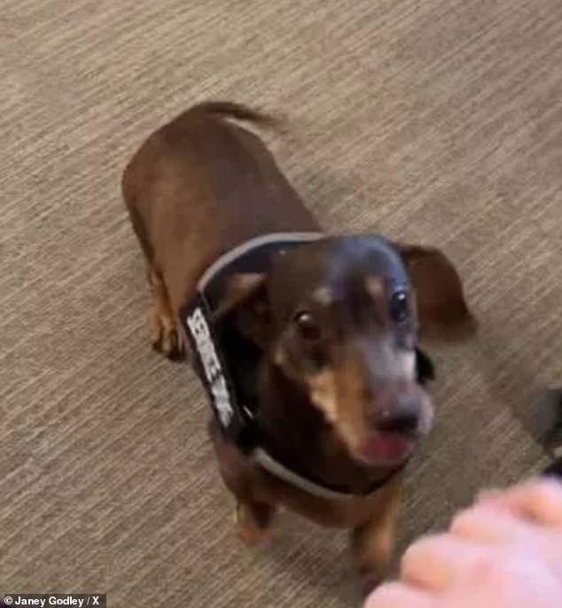 The sweet clip from her reunion showed Janey's dog jumping on her bed, happy to see her owner as she received end-of-life care at a hospice.