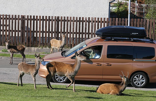 Tourists are accused of deer setting up a base in the Scotts village of Lochinver (pictured).