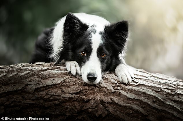 A NSW council had to euthanize 21 dogs after a dog brought to an animal shelter tested positive for the deadly canine parvovirus (stock image)