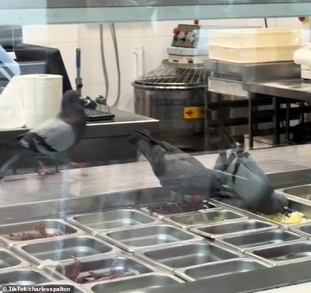 Three pigeons were filmed helping themselves to pizza ingredients at a pizzeria in Sydney's north