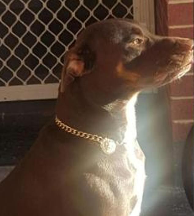 Toby the kelpie is fighting for his life after being shot in the face by a police officer in Perth's south-eastern suburbs on Wednesday