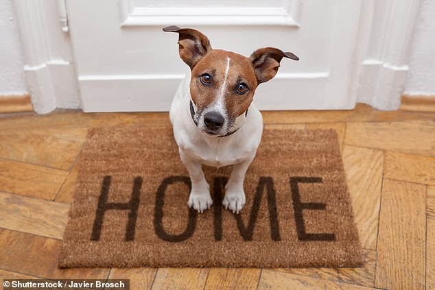 He revealed the five best and five worst breeds you can own if you live in an apartment (stock image)