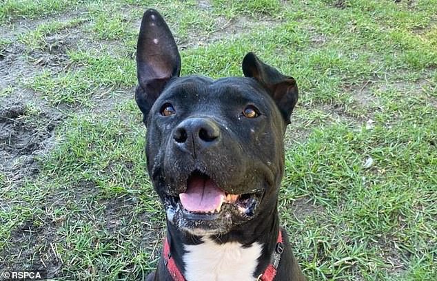 The 27-year-old man from Usher was found guilty at Bunbury Magistrates Court of cruelty to his male American Staffordshire bull terrier, Blaze (pictured)