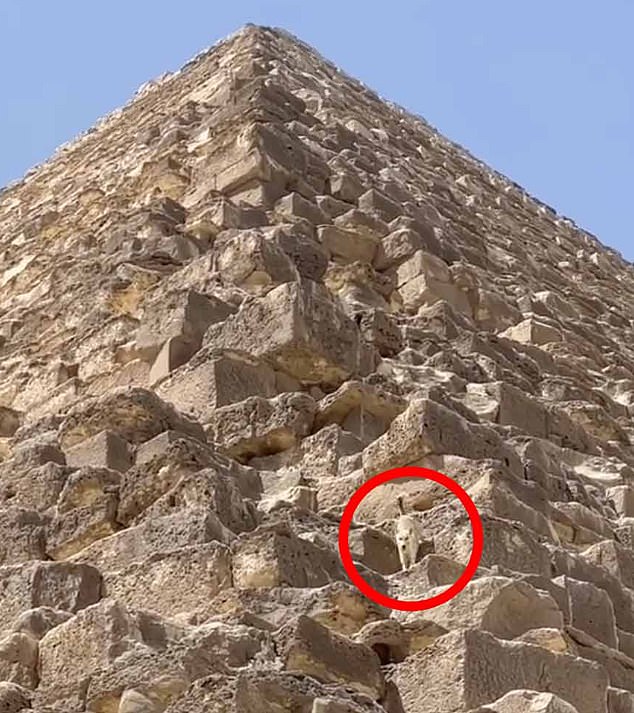 A dog who made headlines this week when he was spotted hanging out near the top of the Great Pyramid of Giza was seen casually descending the monument