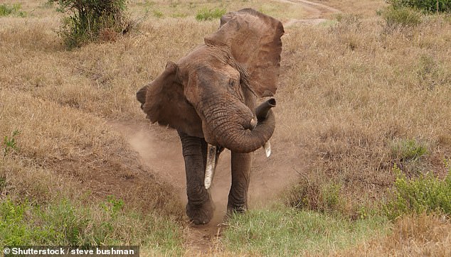 Srikant Satre, 23, was trampled to death by an elephant when he tried to take a selfie with the animal (stock image)