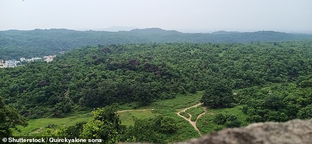 The three friends ventured into the Abapur Forest (pictured) near the town of Gadchiroli in central India after reports that an elephant had been spotted nearby