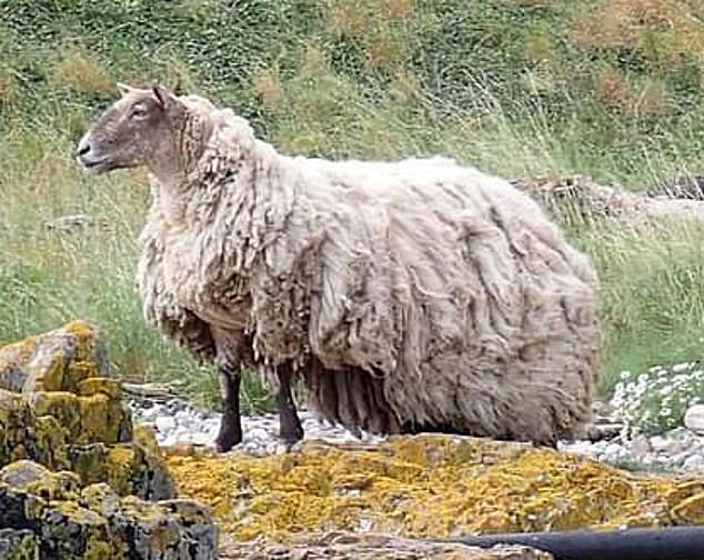 Fiona was spotted living alone at the bottom of a cliff in a remote part of the Highlands