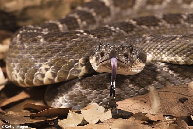 The two-year-old was bitten by a South Pacific rattlesnake (pictured here)