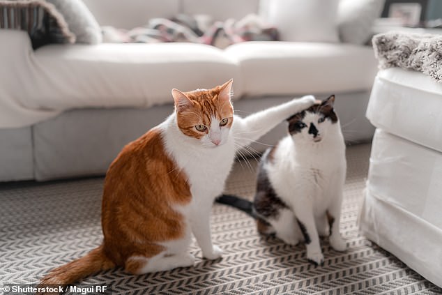 Normal domestic cats are able to match human words to images without prompting or reward (stock image)