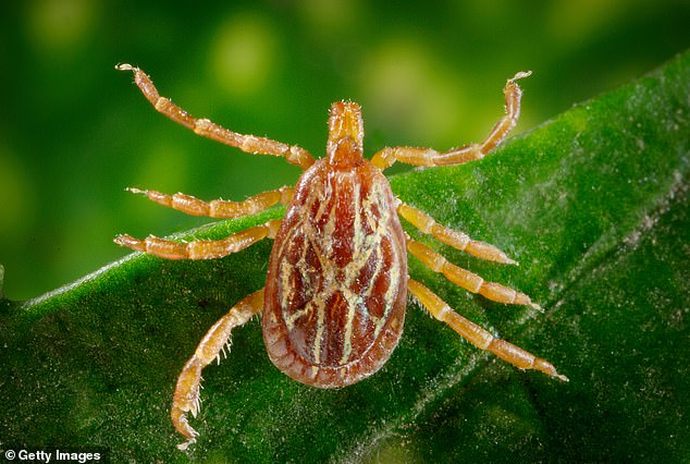 The Gulf Coast tick is the only known carrier of R. parkeri bacteria in the US. These disease-spreading parasites are moving north and have infected a woman in Connecticut