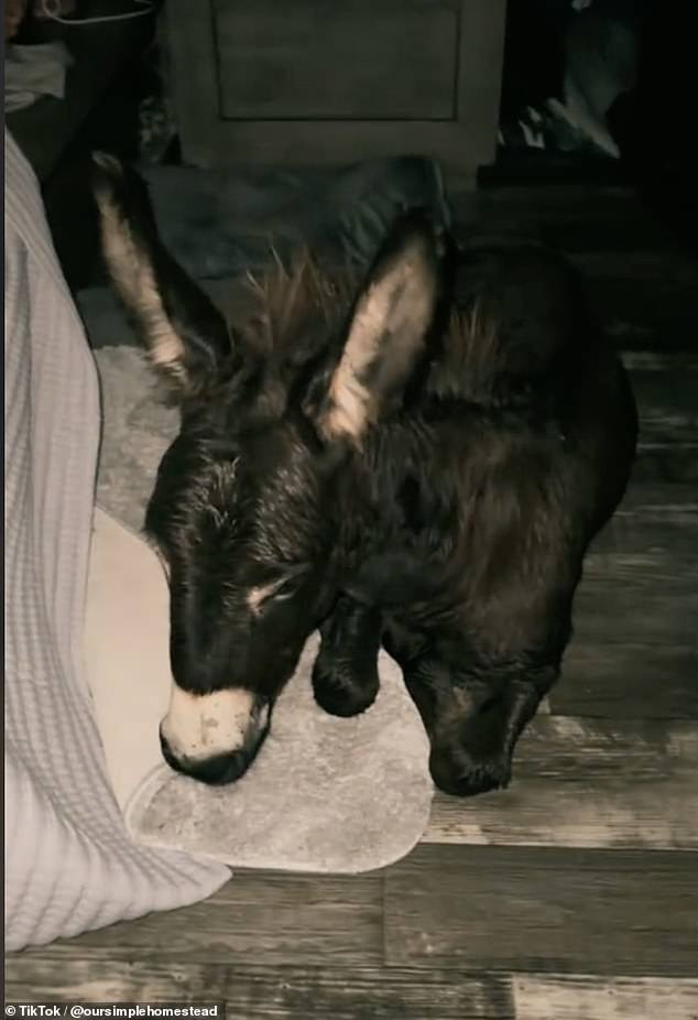 Florida farm family brings donkey in bedroom to ride out