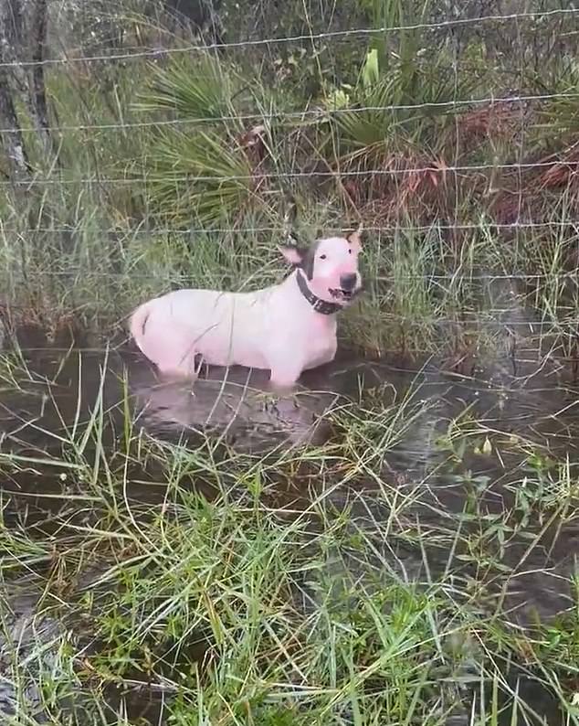 An unidentified Florida Highway Patrolman was seen walking through a grassy area on the side of I-75 near Bruce B Downs Boulevard near Tampa to rescue a terrified little white puppy.