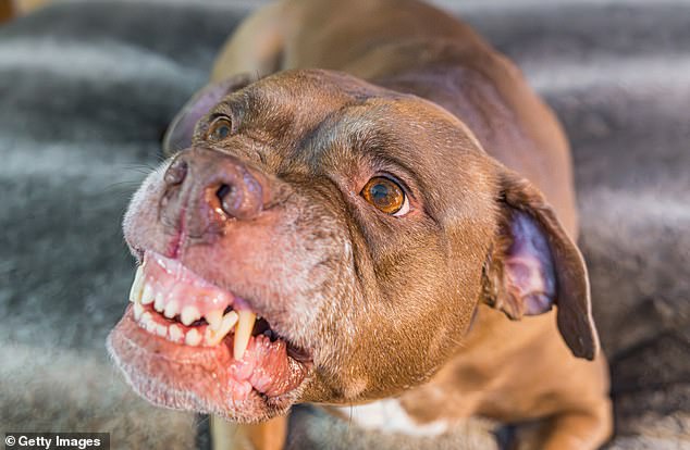 A woman has had her arm bitten off in a horrific dog attack in Queensland (stock image)