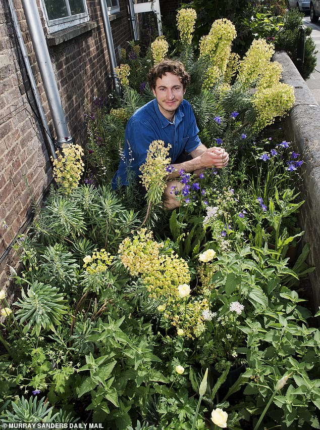 The Avanade garden, designed by Tom Massey (above) and Je Ahn, will be able to tell gardeners whether it is wise to water (as it will rain later in the day) or whether the water is already moist enough. The garden is in collaboration with Microsoft