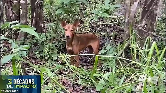 The rescue team saw one of Acosta's dogs with them when they found the boy Friday