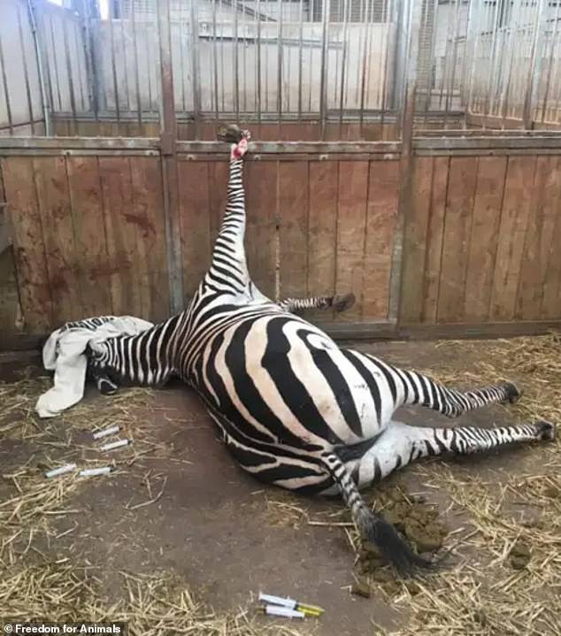 Among the harrowing images from the South Lakes Safari Zoo at Dalton in Furness is Cumbria's zebra that got stuck in the bars of the pen (pictured)