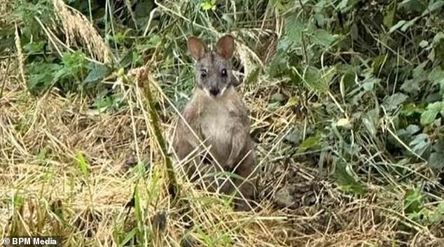 Brits have been urged to report any wallaby sightings after the marsupial was spotted a number of times in Nottinghamshire this summer, including this one in Calverton in July