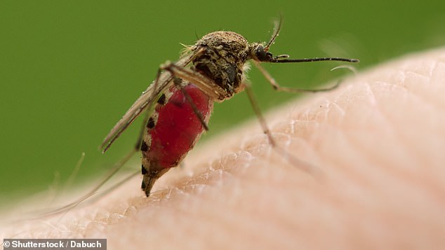 West Nile virus is the most common mosquito-borne disease in the continental US