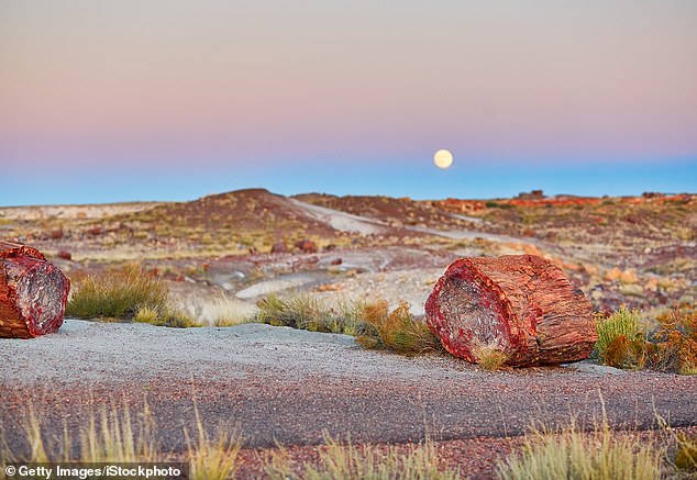 Arizona's Petrified Forest National Park is one of the few places in America where petrified wood can be found