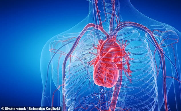 Atrial fibrillation, also known as a 'silent killer', was previously thought to affect around a quarter of adults. But Danish scientists found that of those with heart disease, two in five people are likely to develop heart failure during their lifetime