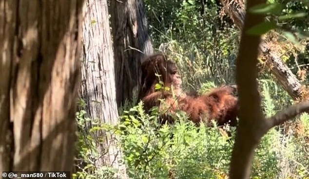 The nearly ten-second clip shows the furry, humanoid creature standing against a tree in the Parallel Forest in Lawton, munching on a green branch, before spotting an onlooker peering through the tree lines.