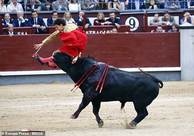 Peruvian bullfighter Andrés Roca Rey has been labeled the 'world's worst matador' after he was brutally stabbed in the butt and leg during his debut match in Madrid