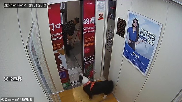 The black and white pup was spotted walking into the elevator of an apartment complex in the Chinese city of Shijiazhuang on October 14.