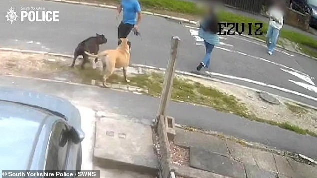 This is the horrific moment a man is mauled by a pair of dogs after they allegedly escaped into the street