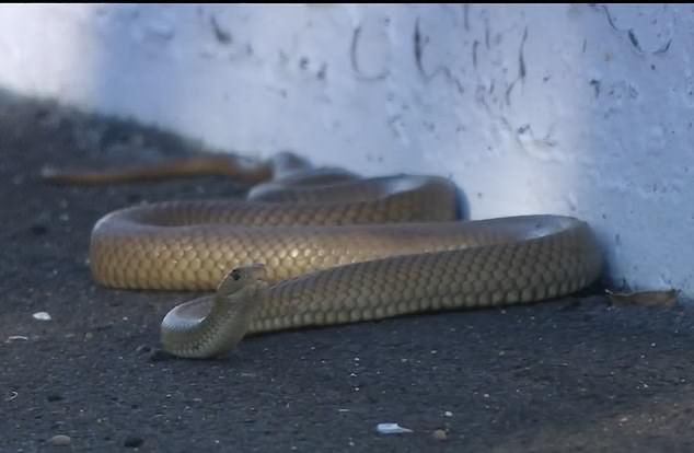 Track snake invasions (like this poisonous noodle that stopped training at Bathurst on Thursday) and kangaroos are highlighted every year