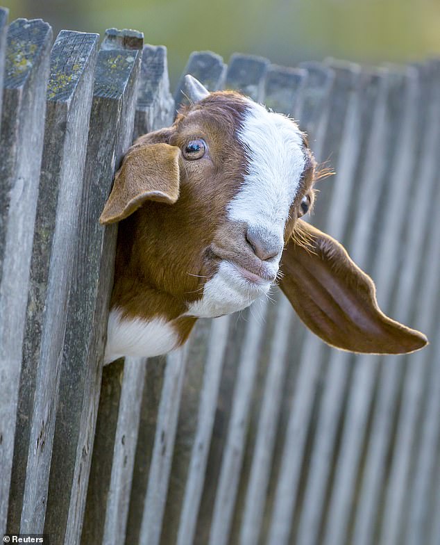 A gel made from goat placenta could prevent hair loss in patients undergoing chemotherapy, new research suggests