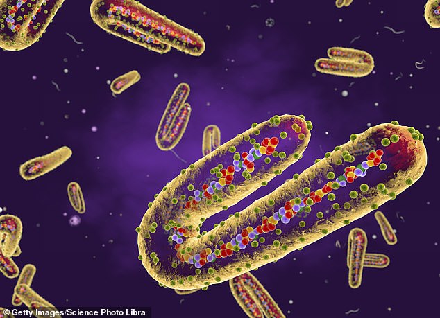 The Marburg virus, a relative of Ebola, causes people to bleed from their body orifices and kills up to 9 in 10 of those infected.