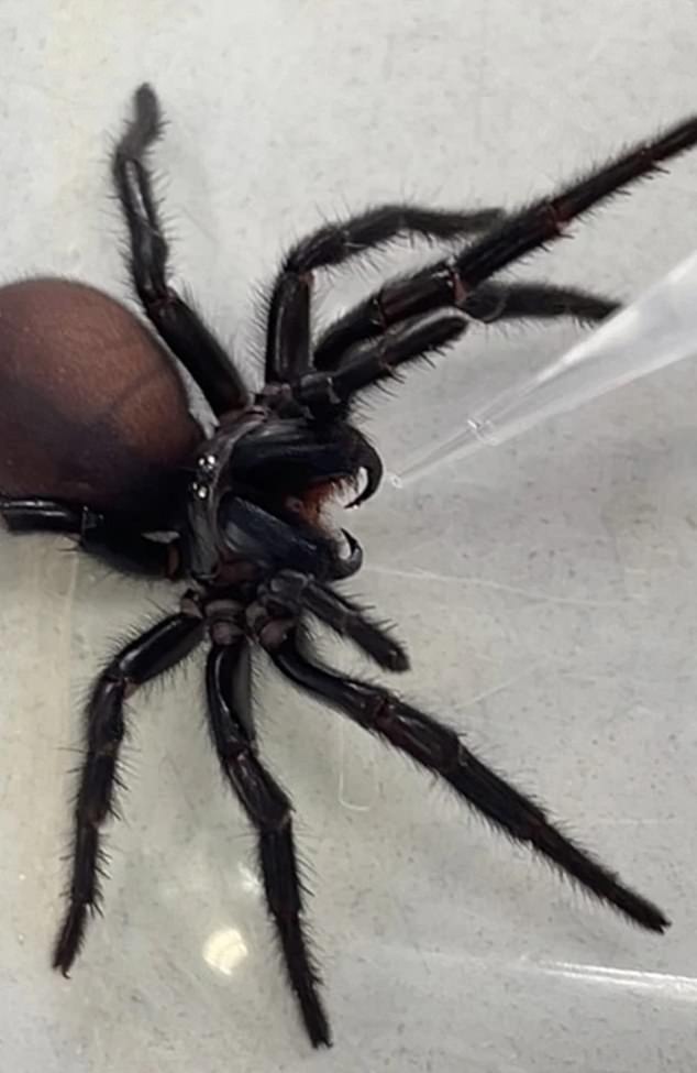 Australian researchers have created a drug using a molecule from the venom of funnel-web spiders. Image: supplied