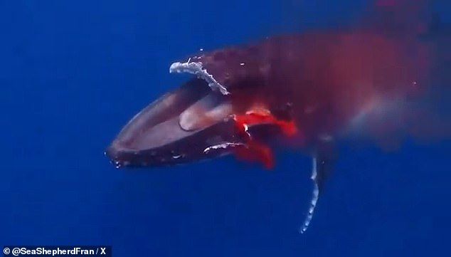 A young humpback whale named Sweet Girl tragically died after being struck head-on by a speeding ferry in Tahiti on October 8