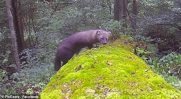 The forest-dwelling mammal known as fisher was eliminated in Pennsylvania in the late 1800s due to unregulated hunting and massive deforestation