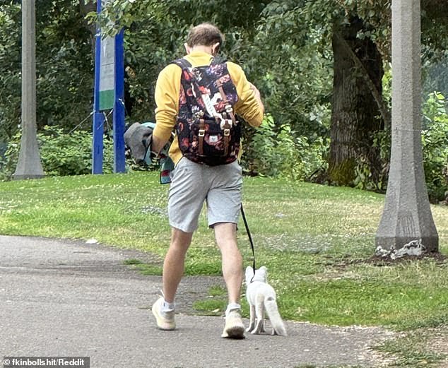 An unknown man was seen walking with a fox that resembled the animal Melling saw in a nearby park