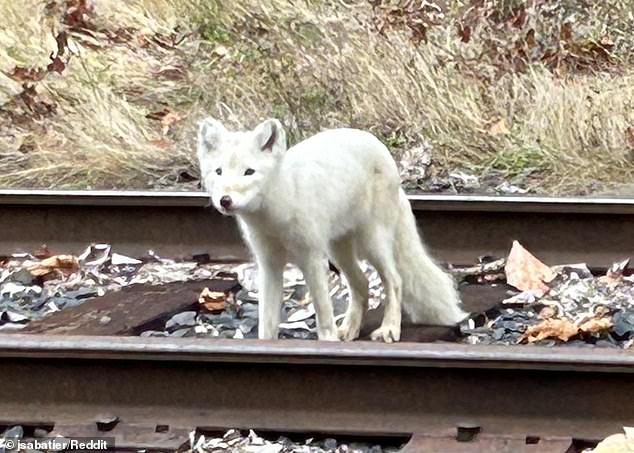 A strange-looking creature happily trotting along the train tracks in Oregon has wildlife experts baffled