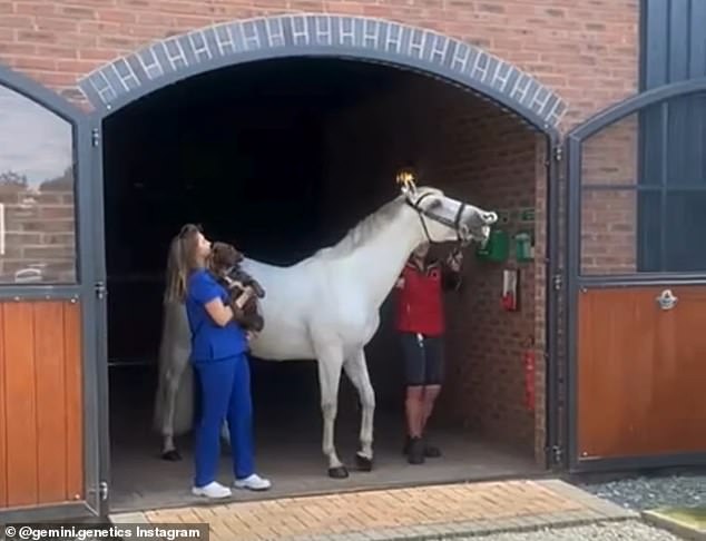 In the photo Gem, a cloned horse that often pulls 'funny faces' according to the company's social media