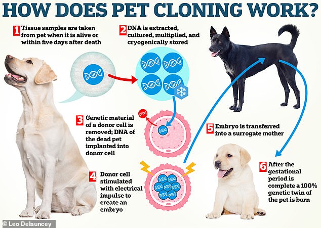 The company uses somatic cell nuclear transfer (SCNT), a technology widely used in animal cloning