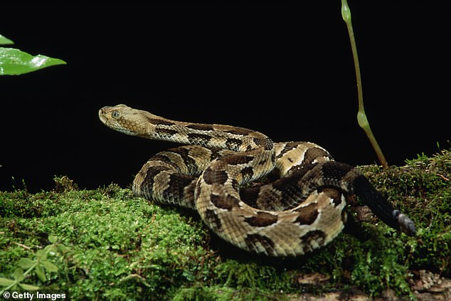 Timber rattlesnakes can typically grow between three and five feet and are considered one of North America's most dangerous snakes, due to their long fangs, impressive size, and high venom yield.