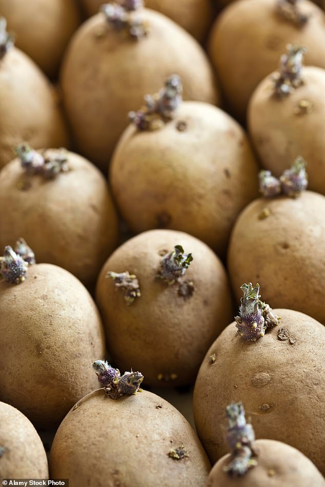 Watch out for shoots and green bits on your potatoes; these indicate the presence of the toxin solanine, which can cause painful digestive complaints, but also hallucinations, paralysis and in severe cases even death.