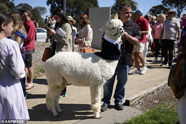 The animal, named Hephner, was among the crowd waiting to greet them at an Australian war memorial, wearing a shirt and vest and bow tie - and even a gold crown atop its woolly head.